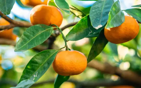 Un mandarinier en pot porte des fruits mûrs et des feuilles vertes luxuriantes, prêts à être cueillis.