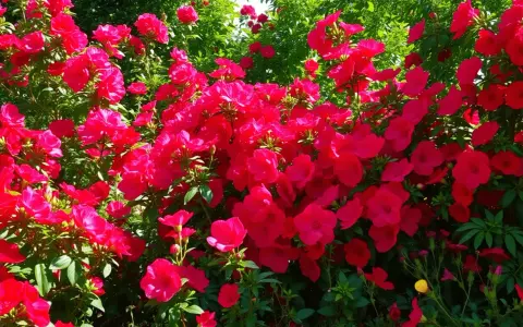 Un buisson luxuriant de plante fleur rouge extérieur, ses pétales vibrants se détachant sur le feuillage vert.