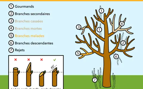 Illustration montrant quand tailler les arbres : gourmands, branches mortes, malades, cassées, secondaires, descendantes et rejets. Le bon angle de coupe est aussi expliqué.