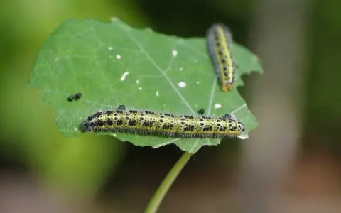 Deux petites chenilles vertes, poilues et tachetées de noir, grignotent une feuille.