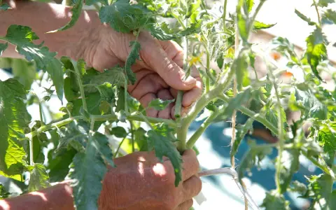 Mains expertes retirant un gourmand pour savoir comment tailler les tomates. Le soleil éclaire les feuilles vertes.