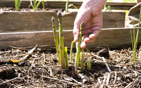 Main d'un jardinier récoltant des asperges vertes et violettes, signe d'une culture des asperges réussie.