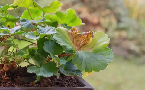 Géranium malade, une feuille brunie et sèche montre des signes de maladie.
