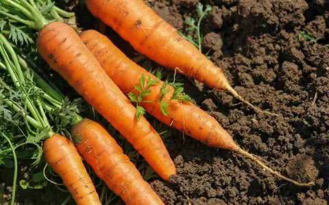 Carottes fraîchement récoltées, prêtes à être replantées. Le moment idéal pour savoir quand semer les carottes d'hiver.