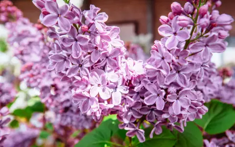 Gros plan sur des grappes de lilas en pot, leurs fleurs violettes délicates capturant la lumière du soleil.
