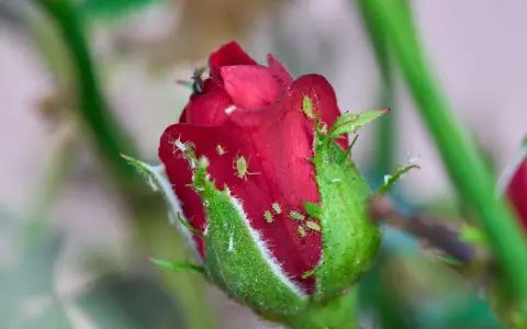 Un bouton de rose rouge envahi par des pucerons verts et blancs. Un puceron rouge est visible sur le pétale.