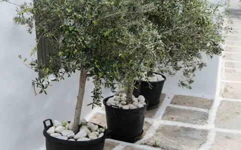 Trois oliviers en pot extérieur, ornés de galets blancs, apportent une touche méditerranéenne à un chemin pavé.
