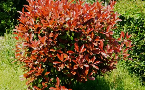 Gros plan sur un arbuste de photinia aux feuilles rouges vives, peut-être atteint d'une maladie.