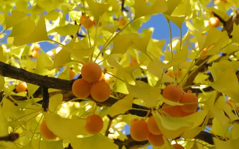 Ginkgo arbre en automne, ses feuilles d'un jaune éclatant et ses fruits orangés brillent sous le ciel bleu.