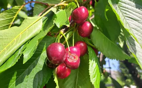 Des cerises rouges mûres sur une branche, certaines déjà grignotées par des vers dans les cerises.