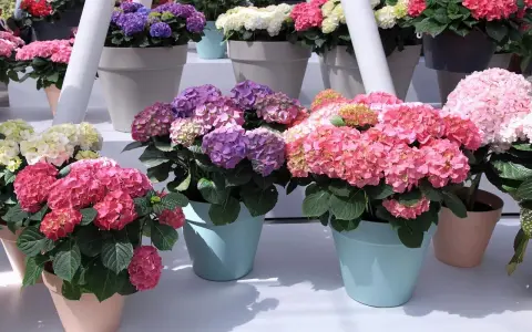 Des hortensias en pot extérieur aux couleurs vives : roses, violets et blancs. Ces magnifiques fleurs apportent une touche de gaieté.