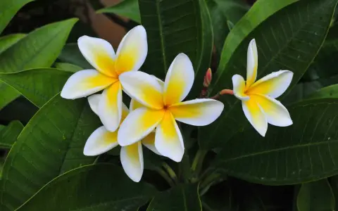 Un magnifique frangipanier en pot, ses fleurs blanches aux cœurs jaunes éclatants se déploient sur un fond de feuilles vertes luxuriantes.