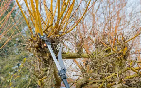 Sécateur et scie élagueuse en action pour la taille du bouleau. Les branches jaunes et fines sont coupées.