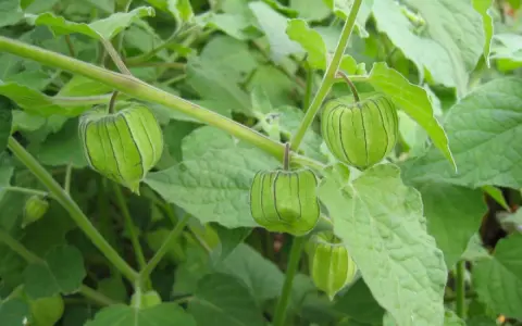 Coqueret du Pérou : des fruits verts, enfermés dans une lanterne de feuilles, poussent sur une plante luxuriante.