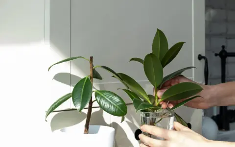 Une main place une bouture de ficus elastica dans un verre d'eau, prêt pour la taille et le bouturage.