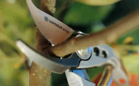 Sécateur Gardena coupant une branche pour apprendre comment tailler un catalpa en parasol.
