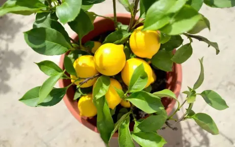 Un citronnier en pot, chargé de fruits jaunes vifs. La taille du citronnier semble parfaite pour une récolte abondante.