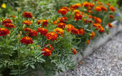 Un parterre d'oeillet d'inde en jardinière, aux couleurs vives rouge et orange, borde un chemin de gravier.