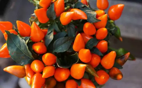 Un piment en pot, ses fruits orange vif brillent sous la lumière, promettant une touche de feu à vos plats.
