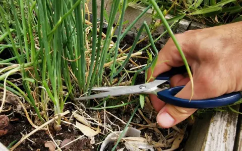Maintenant que la ciboulette en fleur, que faire ? On la coupe pour la récolter et la cuisiner.