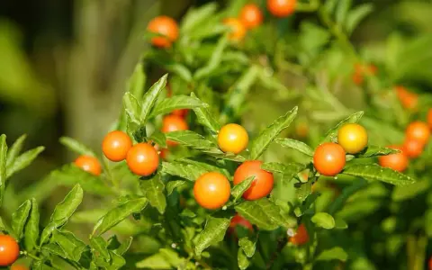 Des baies orange vif et jaunes sur un feuillage vert luxuriant. L'entretien du pommier d'amour est simple, il aime le soleil.