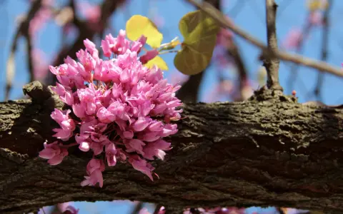 Grappe de fleurs roses sur une branche d'arbre de Judée. Le ciel bleu est visible en arrière-plan.