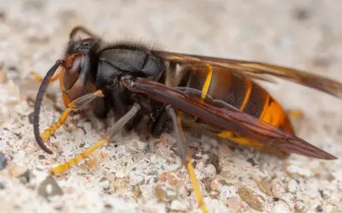 Gros plan sur un frelon géant, insecte imposant aux rayures orangées et noires, posé sur une surface granuleuse.