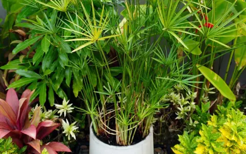 Un papyrus dans l'eau sans terre, ses tiges fines et vertes s'élèvent, entourées d'autres plantes luxuriantes.