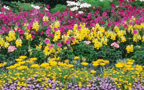 Un parterre coloré de plante extérieur : roses, jaunes, blancs et violets.