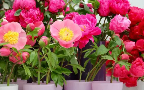 Un bouquet de pivoines en pot, aux teintes roses et rouges éclatantes, avec des boutons encore fermés.