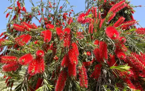 Arbre aux fleurs rouges vives, ressemblant à un rince bouteille.