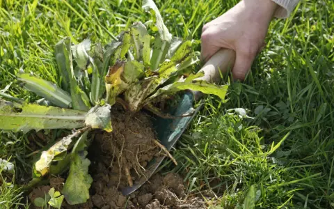 Main d'une personne arrachant une mauvaise herbe piquante avec une pelle. Les racines sont visibles dans la terre.