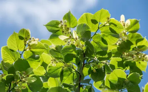 Feuilles vertes et petites fleurs de tilleul sous un ciel bleu. Idéal pour savoir quand cueillir le tilleul.