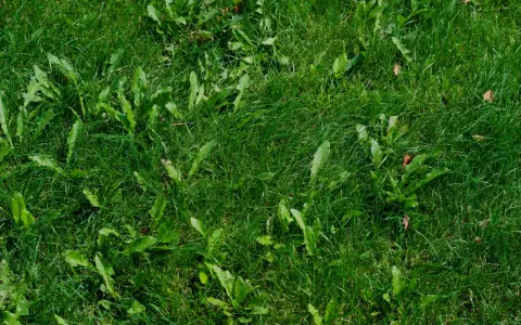 Un tableau des mauvaises herbes envahit cette pelouse verte. Des feuilles dentelées se mêlent à l'herbe dense, créant un tapis naturel.