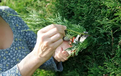 Mains coupant une branche de cyprès trop haute avec un sécateur. Le feuillage vert dense contraste avec la robe fleurie de la personne.