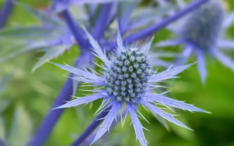 Gros plan sur un chardon bleu aux épines bleues et pointues, se détachant sur un fond vert flou.