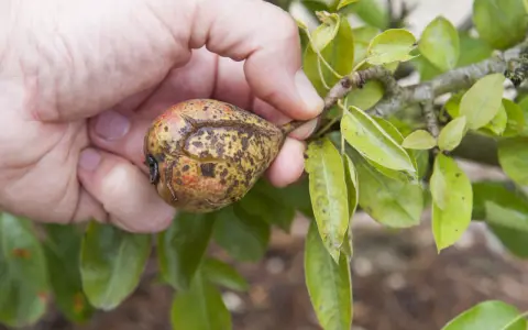 Main d'une personne tenant une poire affectée par la maladie du poirier, avec des taches brunes et des craquelures sur la peau.