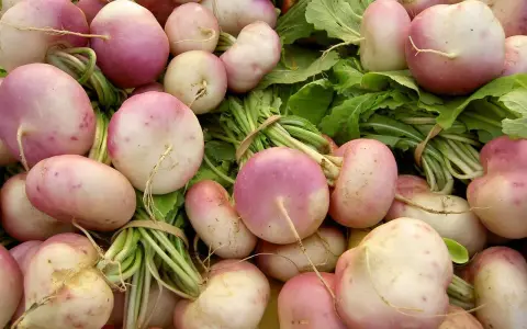 Gros plan sur une récolte de navets roses et blancs, prêts à être semés ou cuisinés.