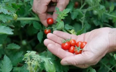Des mains récoltent des tomates cerises rouges. On se demande en combien de temps poussent les tomates cerises pour obtenir une telle récolte.