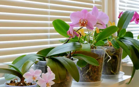 Plusieurs orchidées en pot, certaines avec des fleurs roses et jaunes, se tiennent sur un rebord de fenêtre derrière des stores. Une bouture orchidée dans l'eau attend de prendre racine.