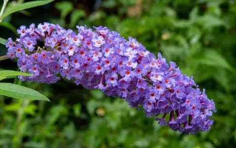 Grappe de fleurs violettes d'un arbre à papillon taille, avec de petits cœurs orange au centre de chaque fleur.