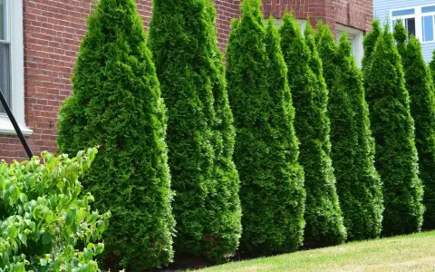 Une haie de thuyas verts et denses borde une maison en briques. Le printemps est idéal pour savoir quand tailler les thuyas afin de maintenir leur forme.