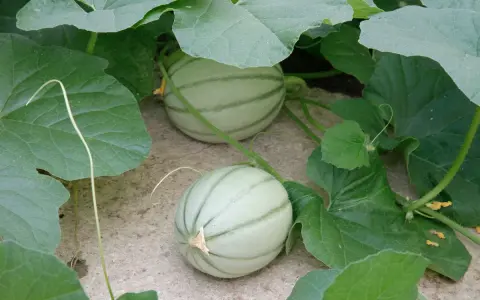 Deux jeunes melons, encore pâles et striés de vert, poussent sur leur plan.