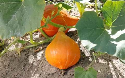 Deux potimarrons orange vif poussent sur leur pied, entourés de grandes feuilles vertes.