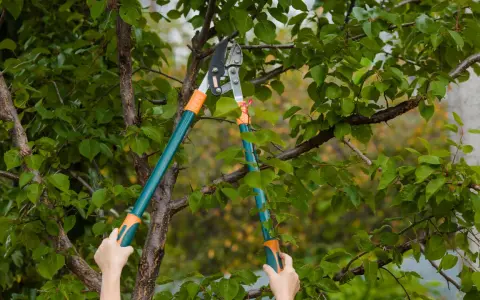 Des mains tiennent un sécateur pour apprendre comment élaguer un arbre, coupant une branche feuillue.