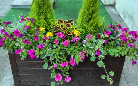 Jardinière débordante de fleurs roses et jaunes, avec des conifères et des feuilles colorées. Un bel arrangement de plantes pour jardinière toute l'année.