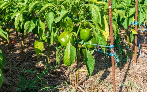 Poivron plantation en pleine croissance, avec des poivrons verts brillants sur des tiges soutenues par des piquets.