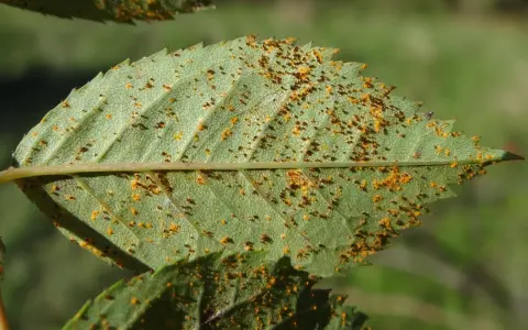 Feuille de rosier atteinte par la rouille, présentant de petites pustules orange et brunes sur sa surface verte.