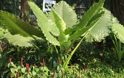 Plante à grosse feuille extérieure, ses larges feuilles vertes dominent un parterre de fleurs rouges.