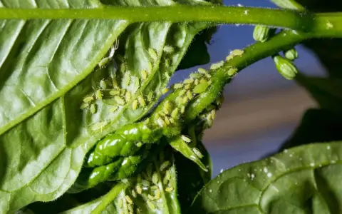 Des pucerons verts infestent une tige et des feuilles de plante. Un traitement puceron est nécessaire pour sauver le végétal.